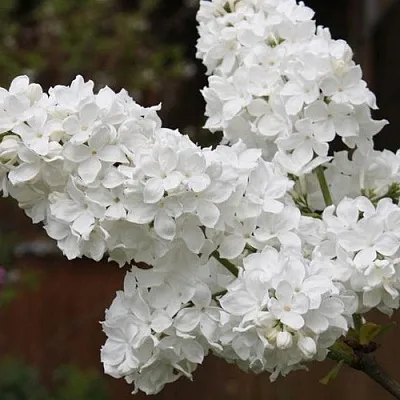 Сирень ФЛОРА  Сирень ФЛОРА в Кемерово