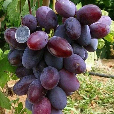 Средние сорта  Средние сорта в Кемерово