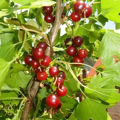 Смородина золотистая ВИШНЕВАЯ в Кемерово