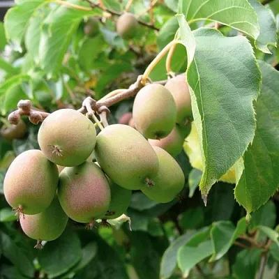 Актинидия ЛЮСИ аргута   Актинидия ЛЮСИ аргута  в Кемерово