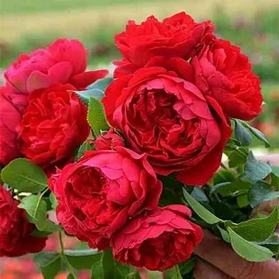 Саженцы роз ФЛОРЕНТИНА плетистая  Саженцы роз ФЛОРЕНТИНА плетистая в Кемерово