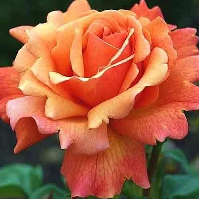 Саженцы роз ИЗИ ДАЗ ИТ флорибунда в Кемерово