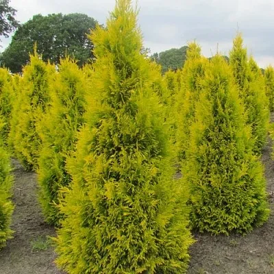 Туя САНКИСТ западная в Кемерово