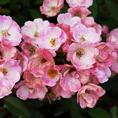 Саженцы роз АЛДЕН БИЗЕН мускусная в Кемерово