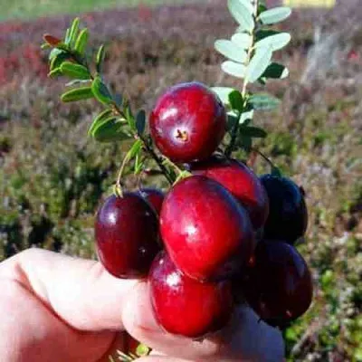 Клюква СТАНКОВИЧ  Клюква СТАНКОВИЧ в Кемерово