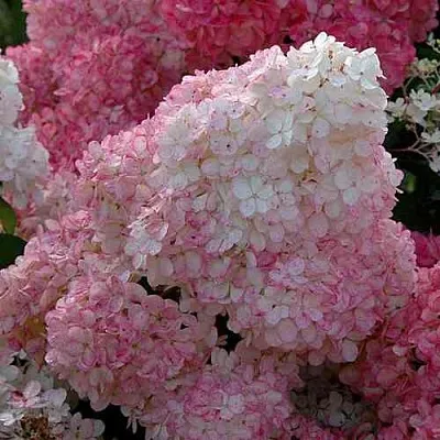 Гортензия САНДЕЙ ФРАЙЗ метельчатая  Гортензия САНДЕЙ ФРАЙЗ метельчатая в Кемерово