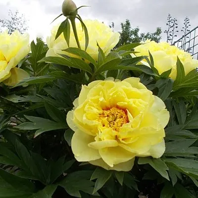 Пион БАРЦЕЛЛА ито-гибрид  Пион БАРЦЕЛЛА ито-гибрид в Кемерово