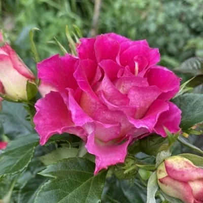 Саженцы роз БРЕРА флорибунда в Кемерово