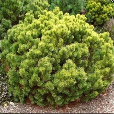 Ель ДАНС ДВАРФ обыкновення  Ель ДАНС ДВАРФ обыкновення в Кемерово