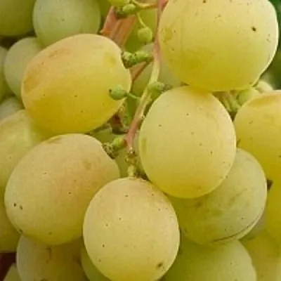 Виноград ТАЛИСМАН в Кемерово