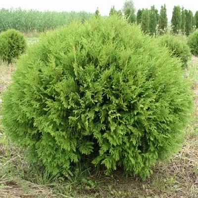 Туя ГЛОБОЗА западная в Кемерово