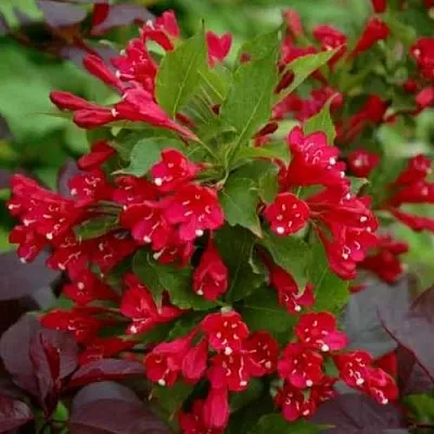 Вейгела РЕД ПРИНЦ  Вейгела РЕД ПРИНЦ в Кемерово