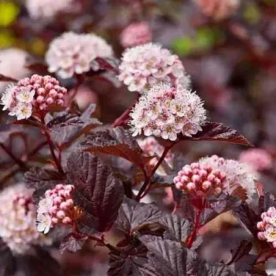 Пузыреплодник АНДРЕ  в Кемерово