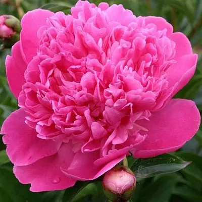 Пион ЭДУЛИС СУПЕРБА травянистый  Пион ЭДУЛИС СУПЕРБА травянистый в Кемерово