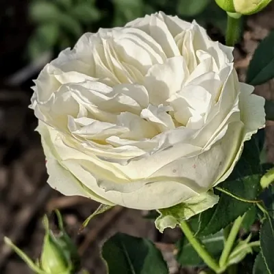 Саженцы роз ВАЙТ ПИАНО чайно-гибридная в Кемерово