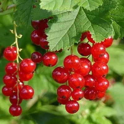 Смородина красная РОНДОМ в Кемерово