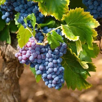 Виноград ЗИЛГА  Виноград ЗИЛГА в Кемерово