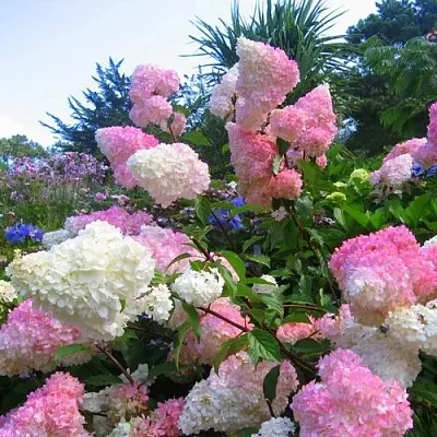 Гортензия ВАНИЛЛА ФРАЙЗ метельчатая  Гортензия ВАНИЛЛА ФРАЙЗ метельчатая в Кемерово