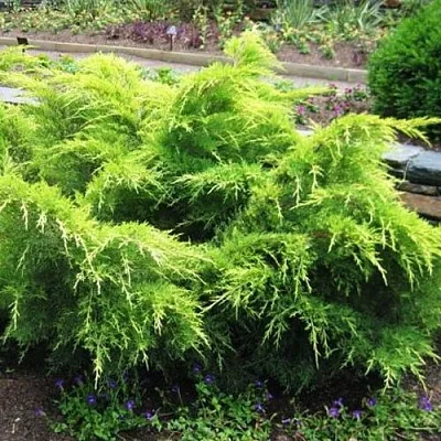 Можжевельник ГОЛД КОСТ средний  Можжевельник ГОЛД КОСТ средний в Кемерово