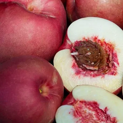 НЕКТАПЛЮМ  НЕКТАПЛЮМ в Кемерово