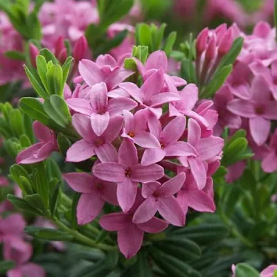 Волчеягодник КОЛЛИНА ГАРАЛЕНС в Кемерово