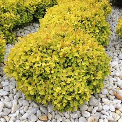 Барбарис БОНАНЗА ГОЛД тунберга  Барбарис БОНАНЗА ГОЛД тунберга в Кемерово