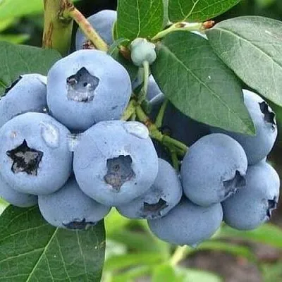 Голубика БЛЮЭТТА в Кемерово