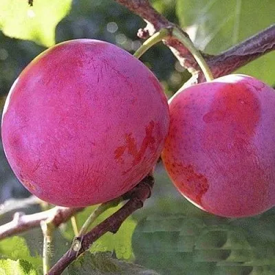 Слива ДЕЛИКАТНАЯ в Кемерово