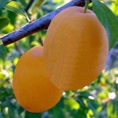 Слива НАТАША в Кемерово