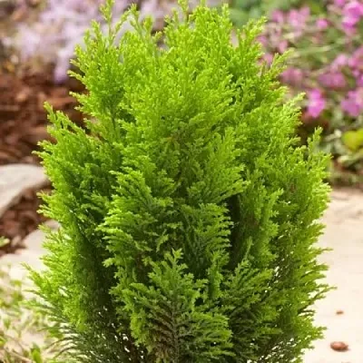 Кипарисовик ЭЛВУДИ ГОЛД лавсона в Кемерово