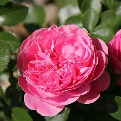 Саженцы роз ЛЕОНАРДО ДА ВИНЧИ флорибунда в Кемерово