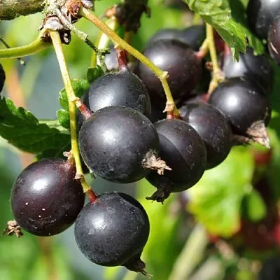 Йошта ДЖОСТАБЕРРИ  Йошта ДЖОСТАБЕРРИ в Кемерово