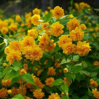 Керрия японская ПЛЕНИФЛОРА  Керрия японская ПЛЕНИФЛОРА в Кемерово