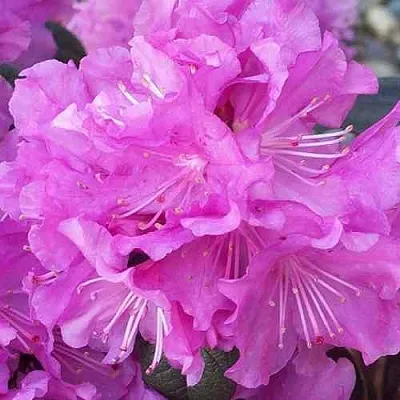 Рододендрон П.Ж.М. ЭЛИТ  Рододендрон П.Ж.М. ЭЛИТ в Кемерово