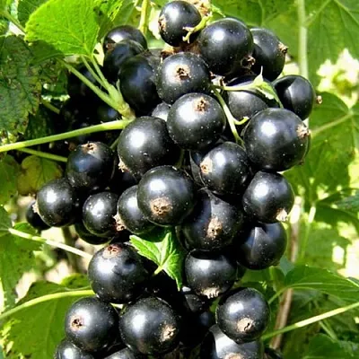 Смородина черная ГАРМОНИЯ в Кемерово