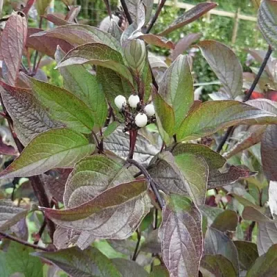 Дерен КЕССЕЛЬРИНГИ в Кемерово