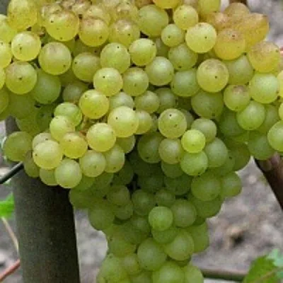 Виноград КИШМИШ 342  Виноград КИШМИШ 342 в Кемерово