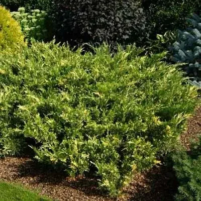 Можжевельник ВАРИЕГАТА казацкий  Можжевельник ВАРИЕГАТА казацкий в Кемерово