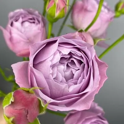 Саженцы роз ЛАВЕНДЕР БАБЛС спрей  Саженцы роз ЛАВЕНДЕР БАБЛС спрей в Кемерово