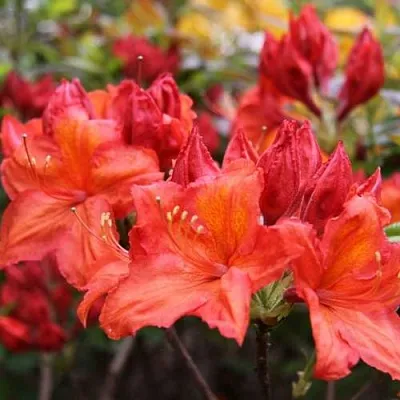 Азалия ЛИЛИНШТЕЙН японская  Азалия ЛИЛИНШТЕЙН японская в Кемерово