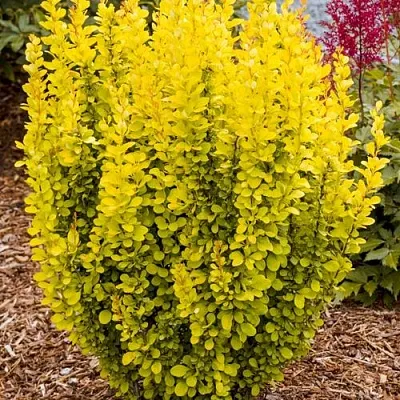 Барбарис ГОЛДЕН ТОРЧ тунберга  Барбарис ГОЛДЕН ТОРЧ тунберга в Кемерово