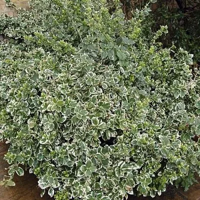 Бересклет ЭМЕРАЛЬД ГАИТИ форчуна в Кемерово