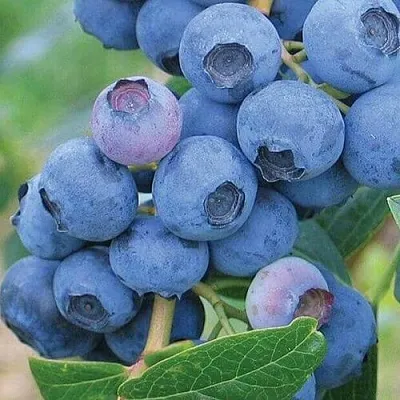 Голубика ЭРЛИБЛЮ в Кемерово