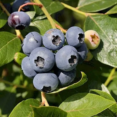 Голубика ШАНТЕКЛЕР в Кемерово