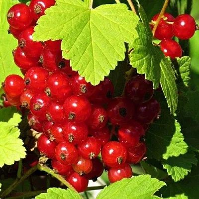 Смородина красная ГАЗЕЛЬ в Кемерово