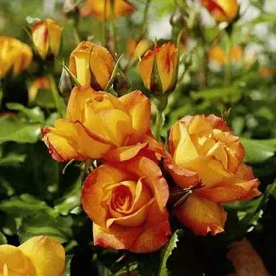 Саженцы роз САХАРА плетистая  Саженцы роз САХАРА плетистая в Кемерово