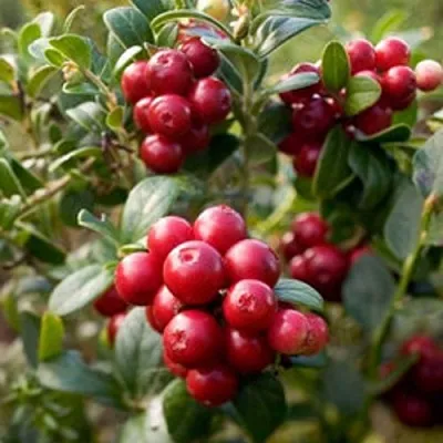 Клюква ХОЛЬШТАЙН  Клюква ХОЛЬШТАЙН в Кемерово