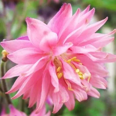 Аквилегия БАРЛОУ ПИНК гибрид МакКаны — описание сорта Аквилегия БАРЛОУ ПИНК гибрид МакКаны в Кемерово