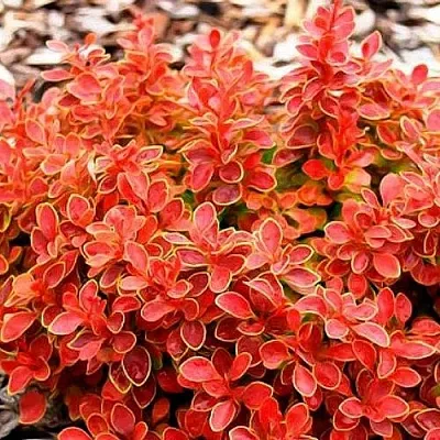 Барбарис КОРАЛ тунберга  Барбарис КОРАЛ тунберга в Кемерово