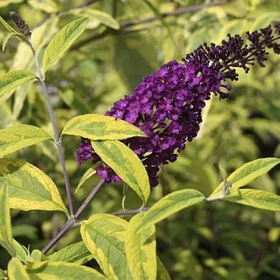 Буддлея давида САНТАНА   Буддлея давида САНТАНА  в Кемерово